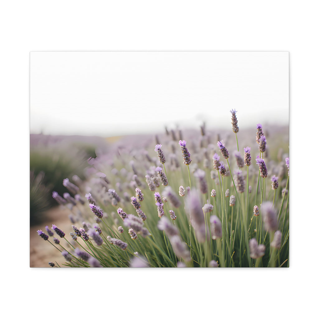 Lavender Field Wall Art – Stretched Canvas