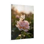 Butterfly on Pink Rose Wall Art - Poster