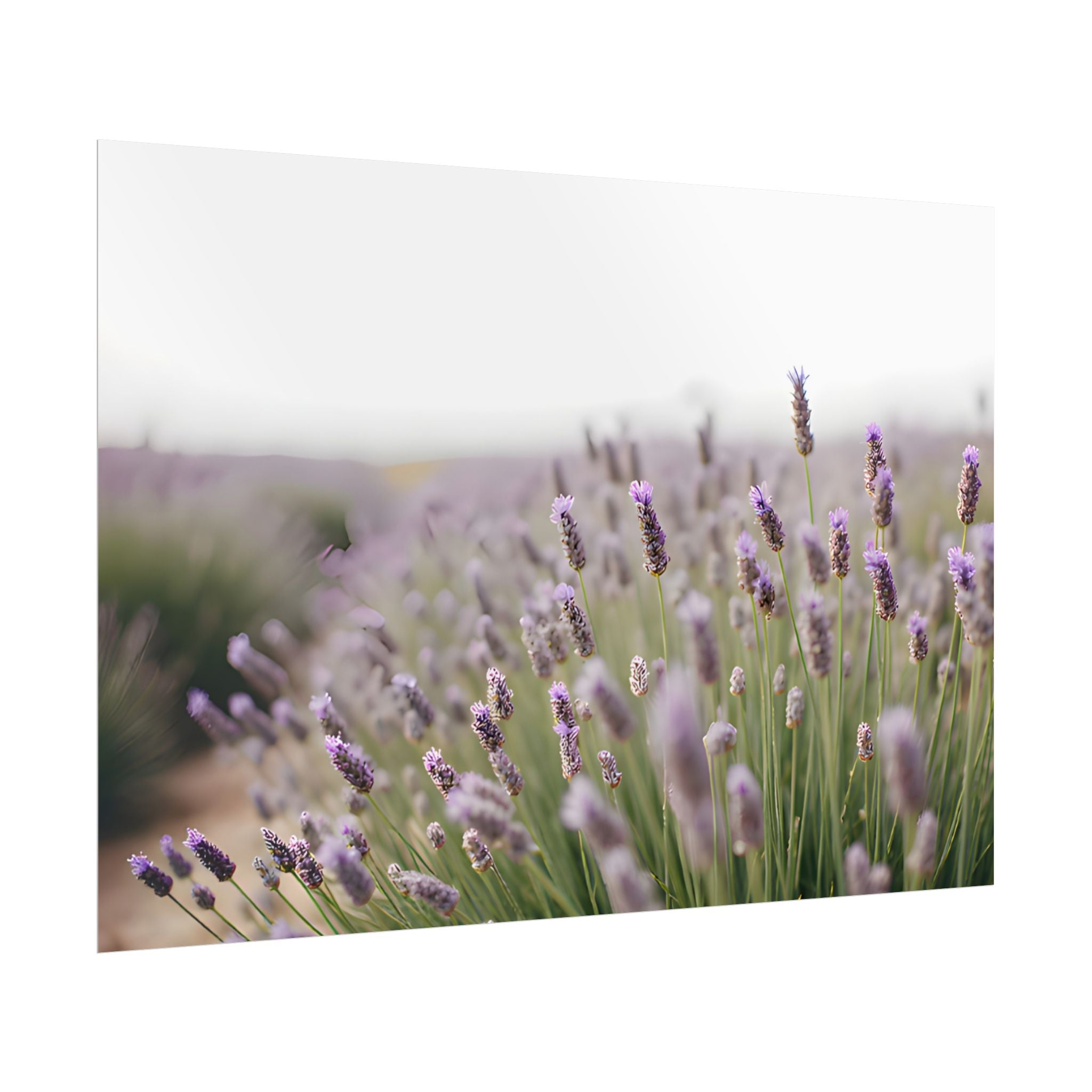 Lavender Field Wall Art – Poster