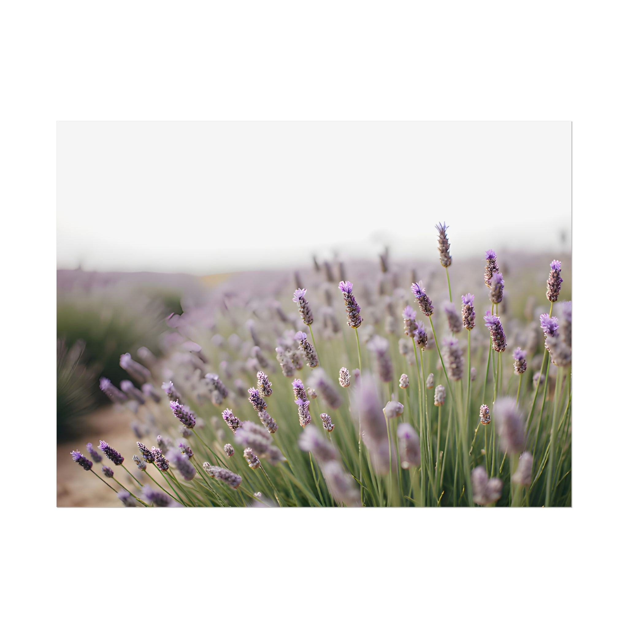 Lavender Field Wall Art – Poster