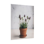 Potted Alpine Dodgegrass Wall Art – Poster