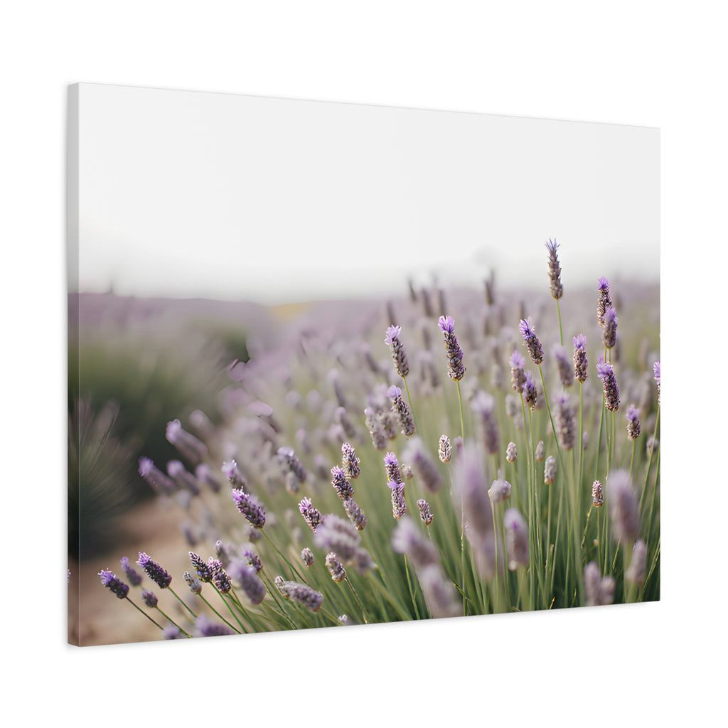 Lavender Field Wall Art – Stretched Canvas
