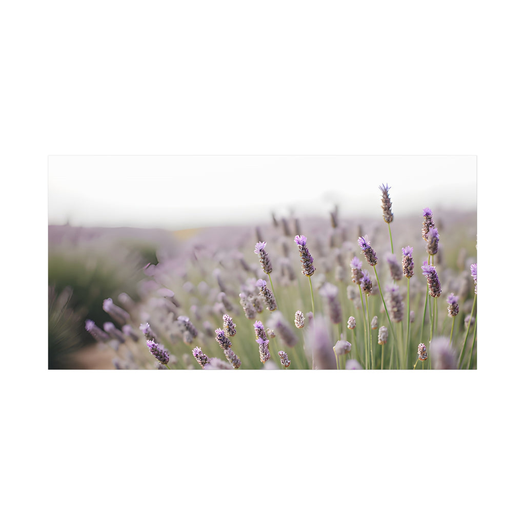Lavender Field Wall Art – Stretched Canvas