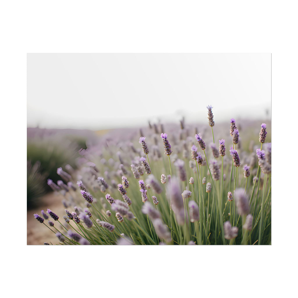Lavender Field Wall Art – Poster