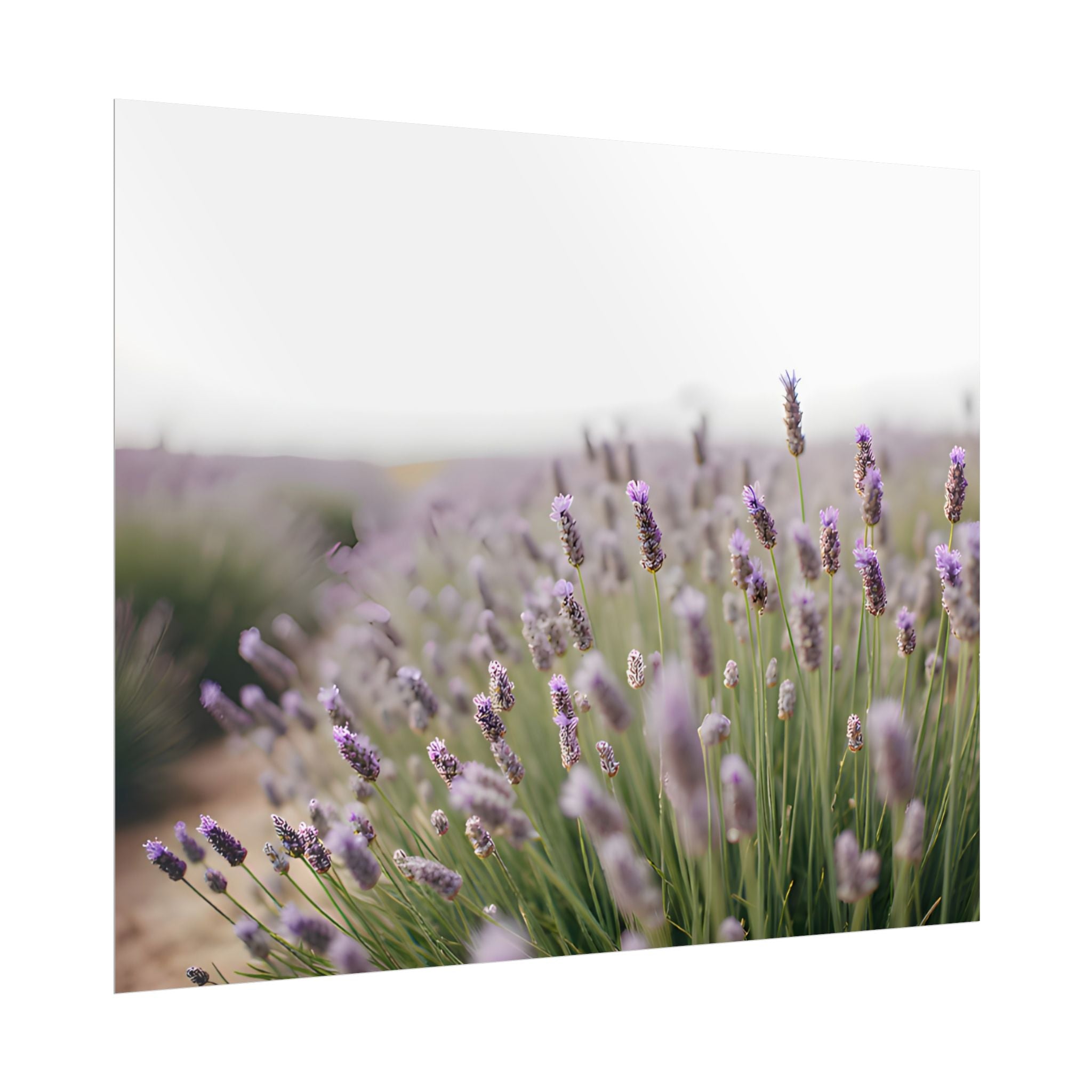 Lavender Field Wall Art – Poster