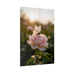 Butterfly on Pink Rose Wall Art - Poster