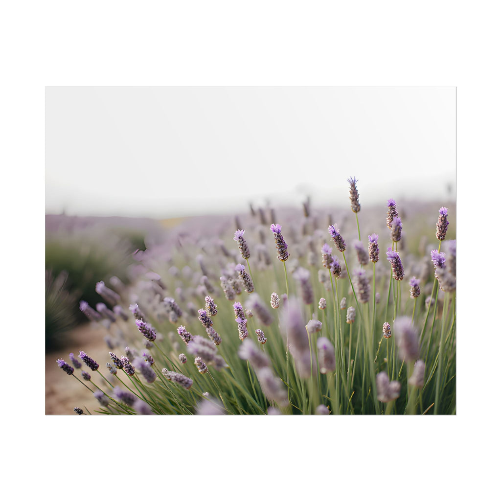 Lavender Field Wall Art – Poster