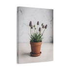 Potted Alpine Dodgegrass Wall Art – Stretched Canvas
