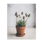 Potted Alpine Dodgegrass Wall Art – Stretched Canvas