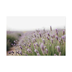Lavender Field Wall Art – Poster