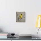 Putter Muurkunst Canvas — Gele Zangvogel Schilderij op Tak, Mat Gespannen Canvas