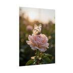 Butterfly on Pink Rose Wall Art - Poster