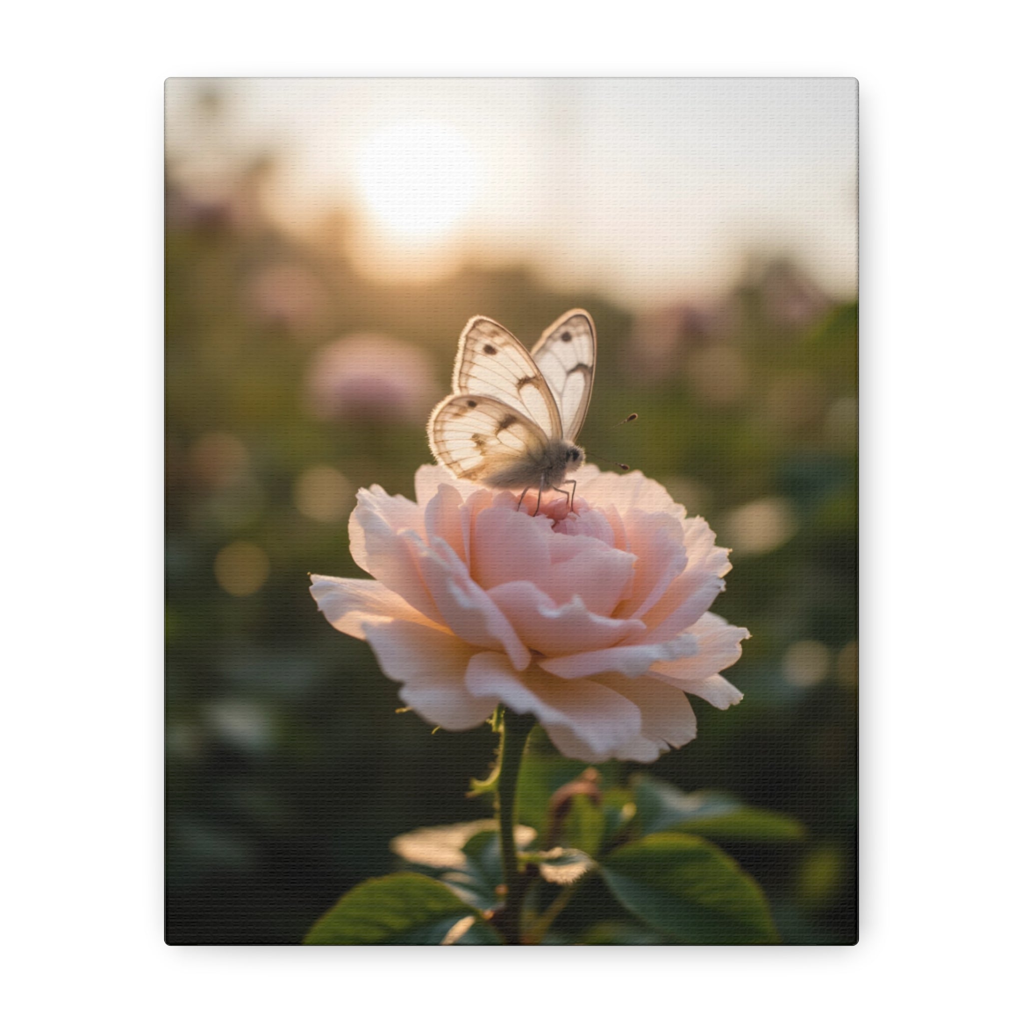 Butterfly on Pink Rose Wall Art - Stretched Canvas