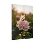 Butterfly on Pink Rose Wall Art - Poster