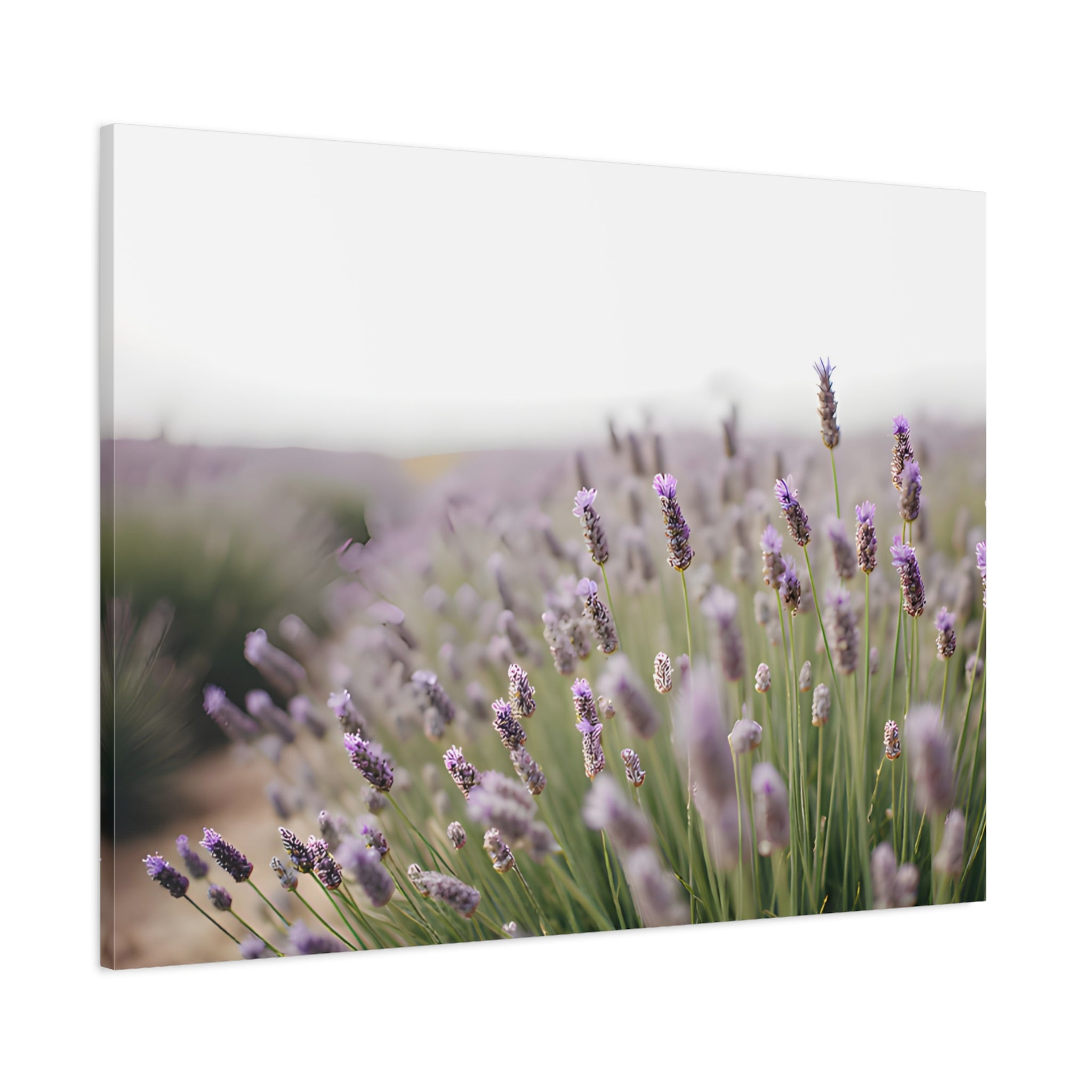 Lavender Field Wall Art – Stretched Canvas