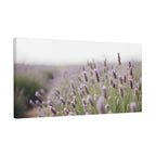 Lavender Field Wall Art – Stretched Canvas