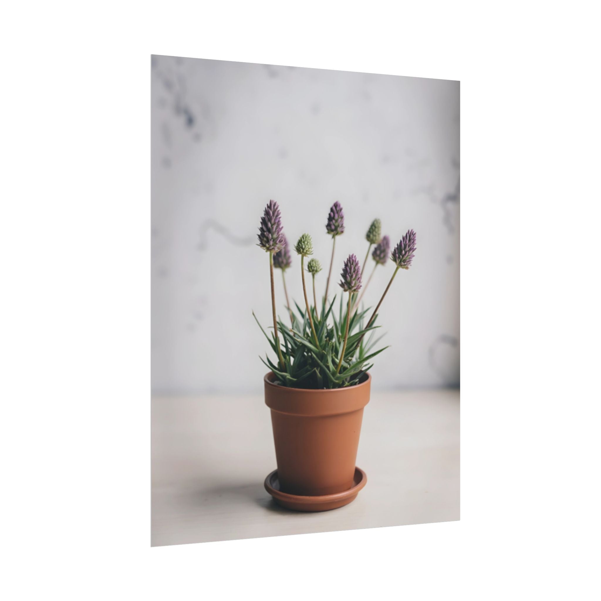 Potted Alpine Dodgegrass Wall Art – Poster