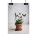 Potted Alpine Dodgegrass Wall Art – Poster