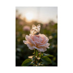 Butterfly on Pink Rose Wall Art - Poster