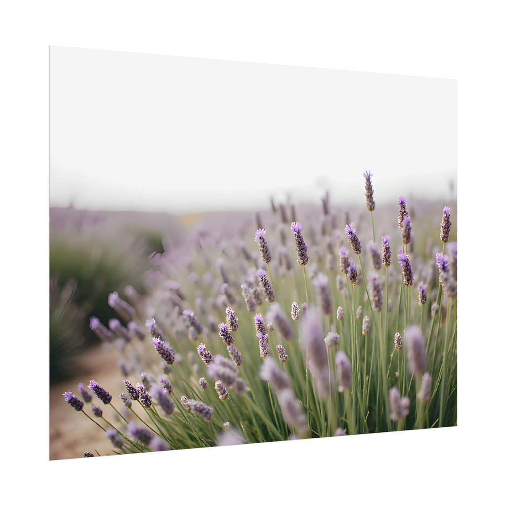 Lavender Field Wall Art – Poster