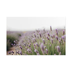 Lavender Field Wall Art – Poster