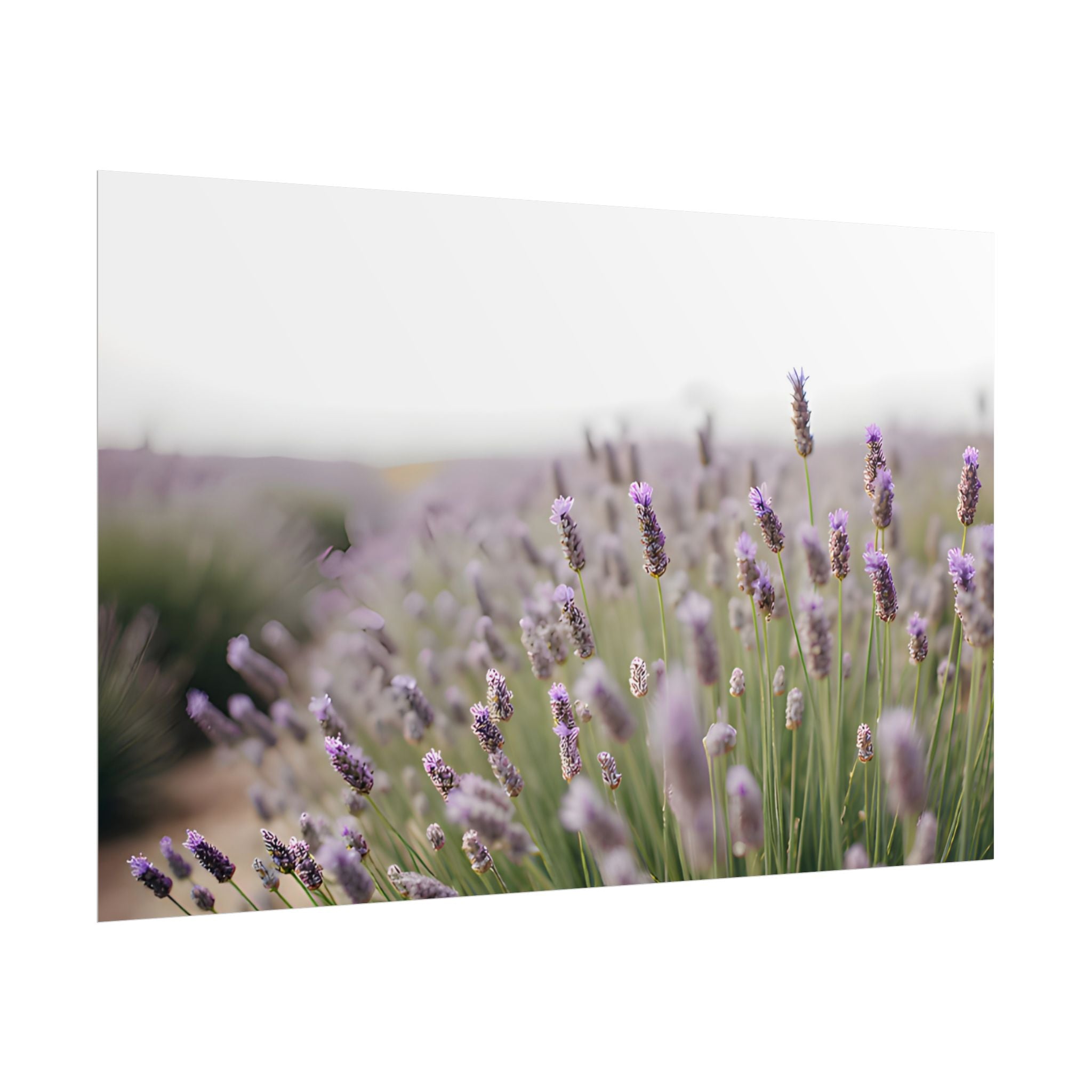 Lavender Field Wall Art – Poster