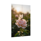 Butterfly on Pink Rose Wall Art - Poster