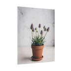Potted Alpine Dodgegrass Wall Art – Poster