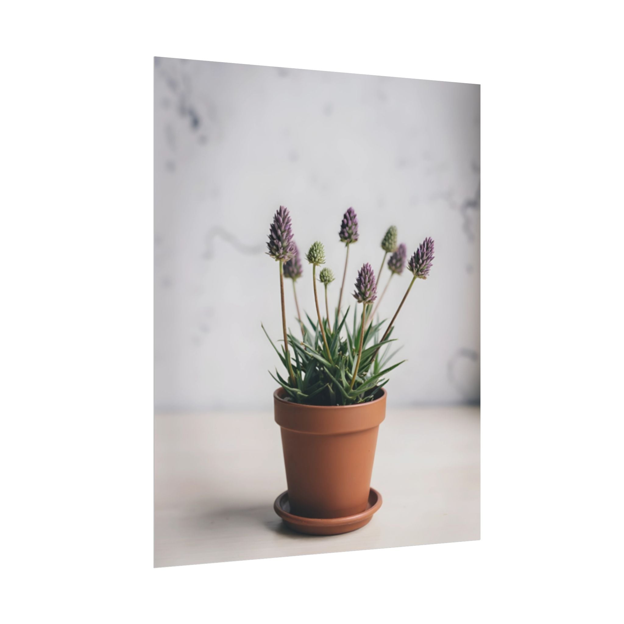Potted Alpine Dodgegrass Wall Art – Poster