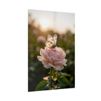 Butterfly on Pink Rose Wall Art - Poster