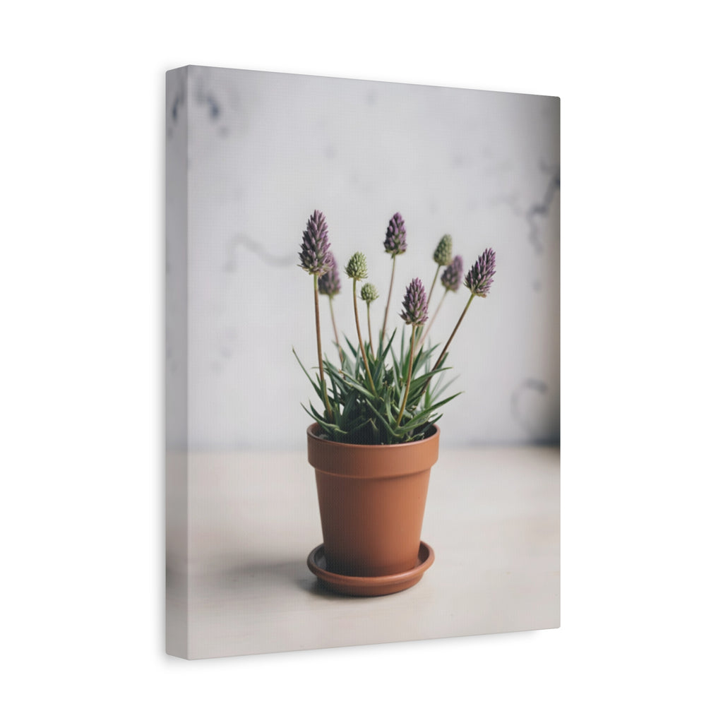 Potted Alpine Dodgegrass Wall Art – Stretched Canvas