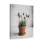 Potted Alpine Dodgegrass Wall Art – Stretched Canvas