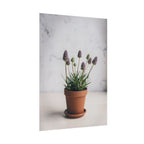 Potted Alpine Dodgegrass Wall Art – Poster