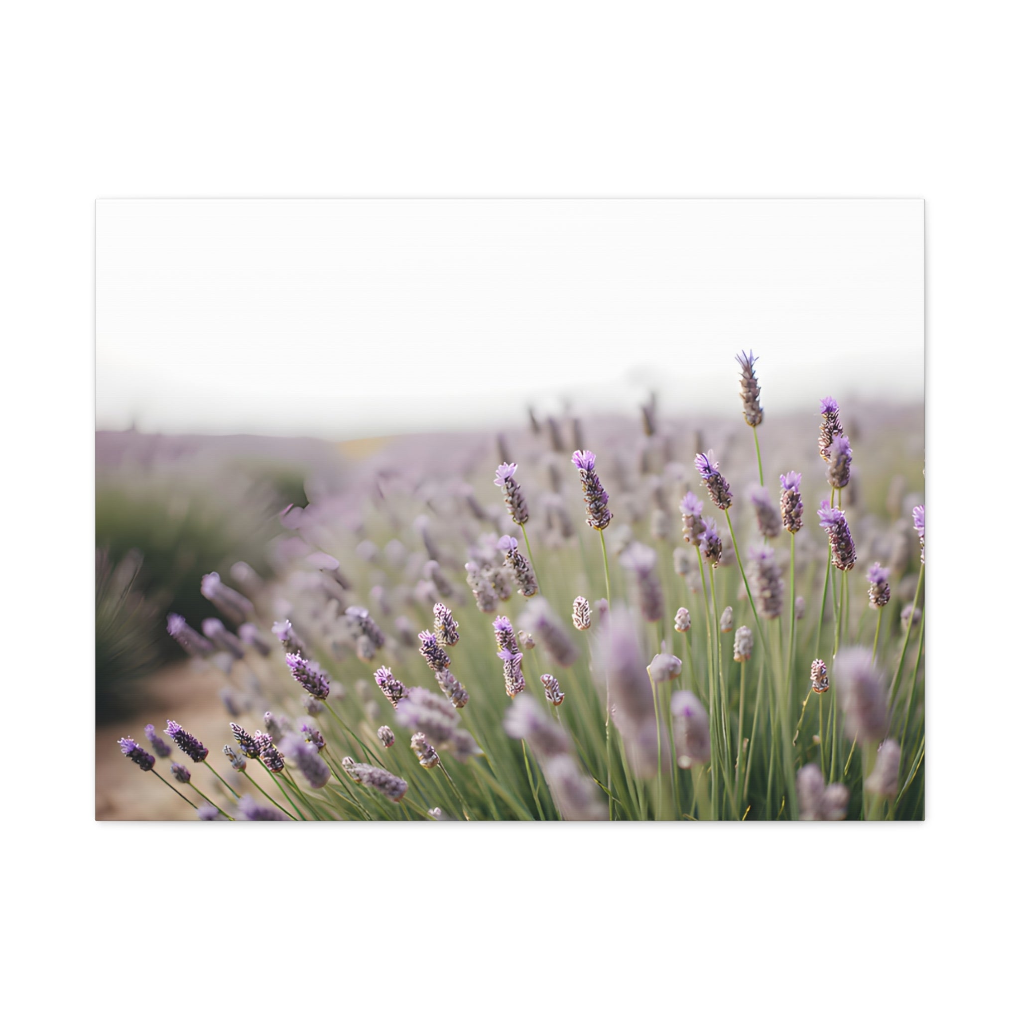 Lavender Field Wall Art – Stretched Canvas