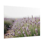 Lavender Field Wall Art – Poster