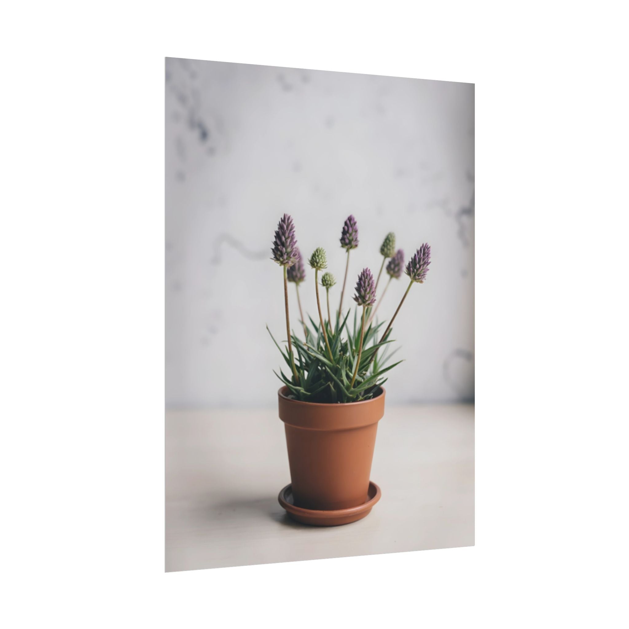 Potted Alpine Dodgegrass Wall Art – Poster
