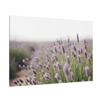 Lavender Field Wall Art – Stretched Canvas