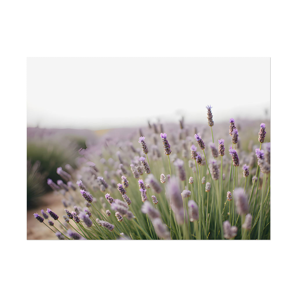 Lavender Field Wall Art – Poster