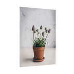 Potted Alpine Dodgegrass Wall Art – Poster