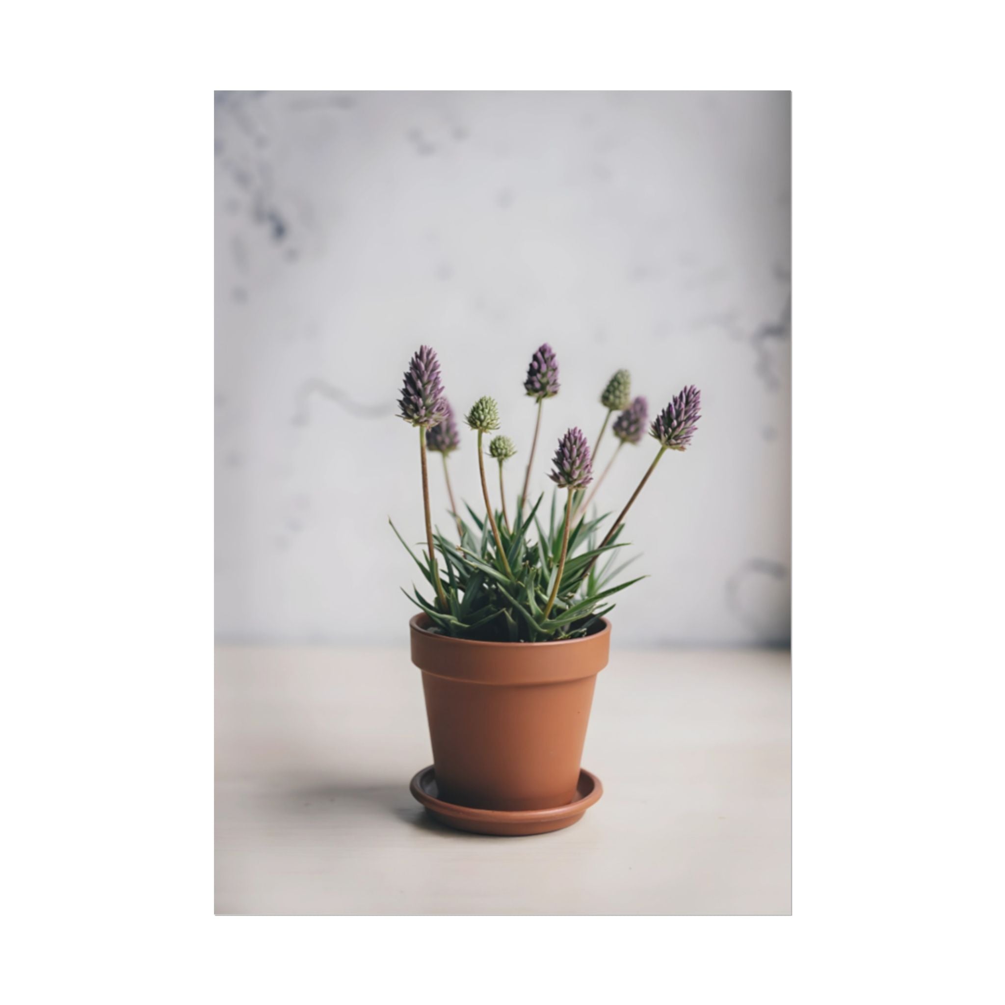 Potted Alpine Dodgegrass Wall Art – Poster