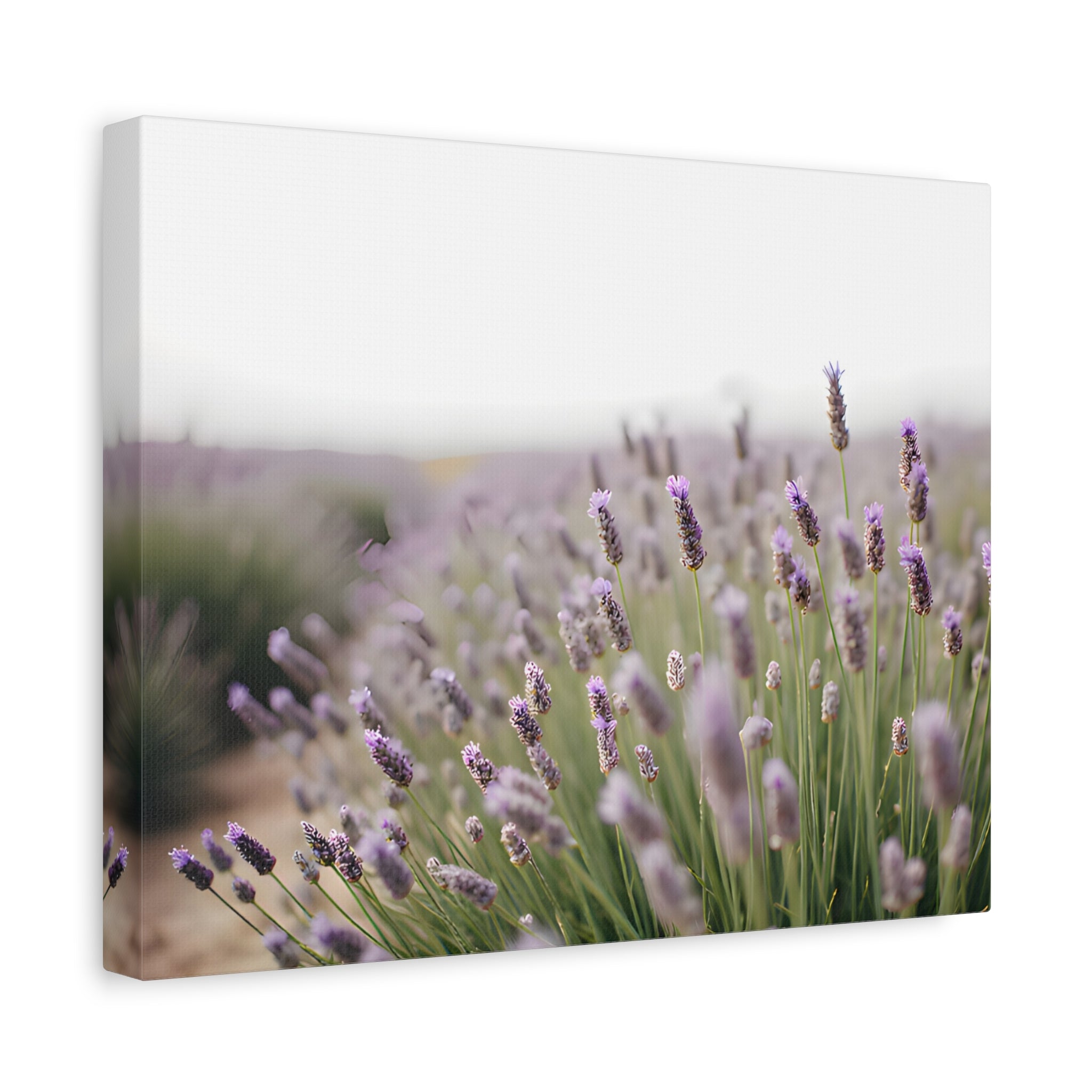 Lavender Field Wall Art – Stretched Canvas