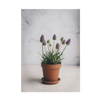 Potted Alpine Dodgegrass Wall Art – Poster