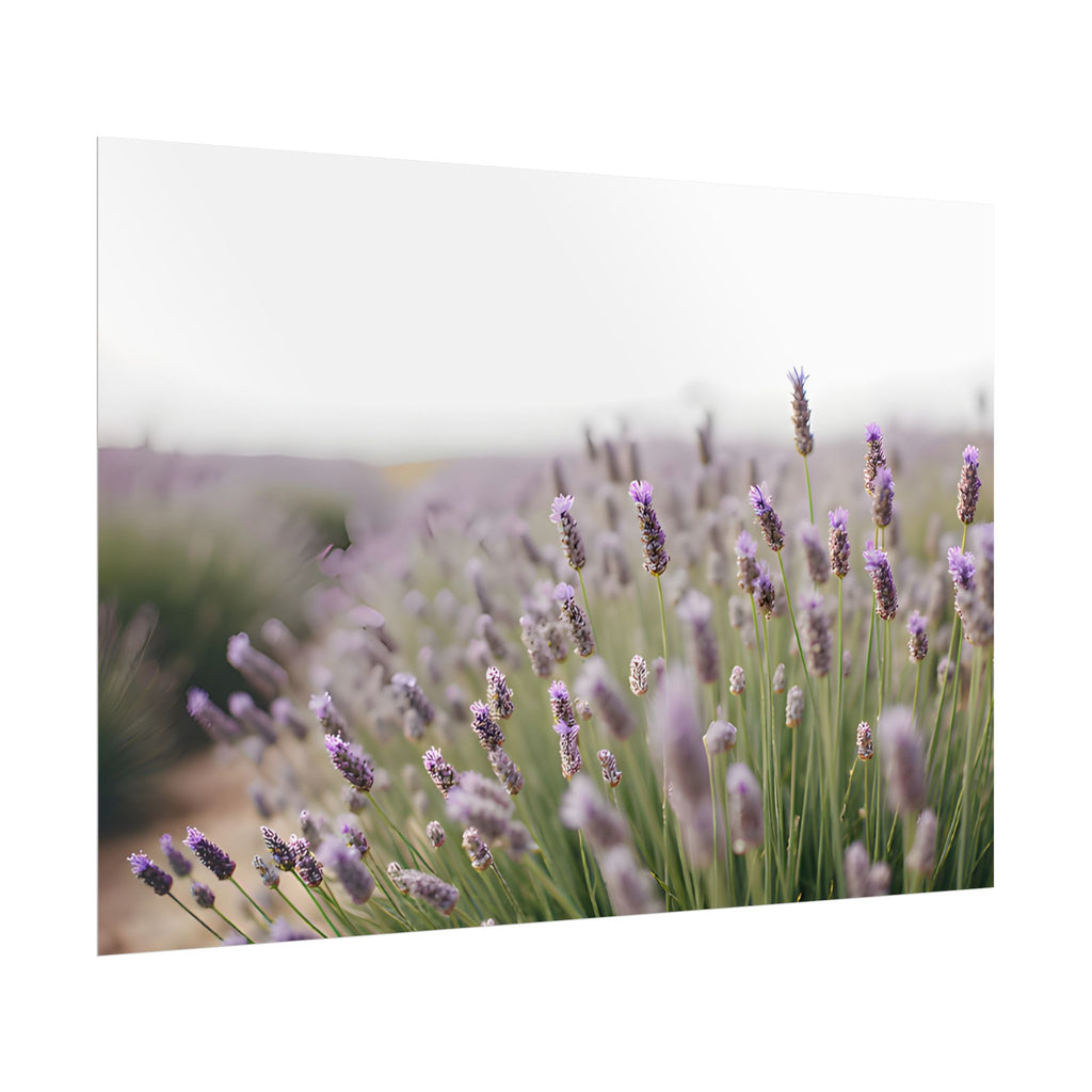 Lavender Field Wall Art – Poster