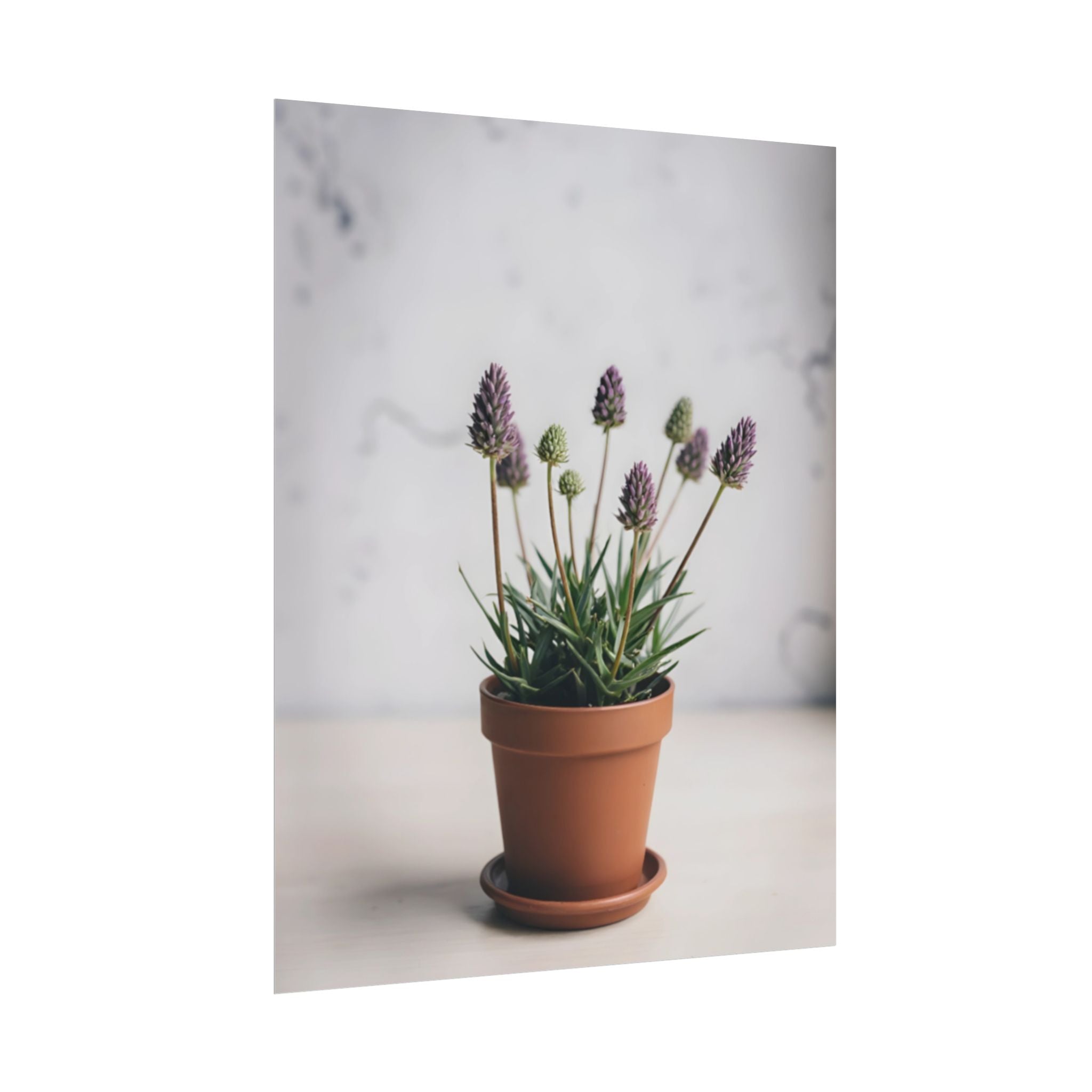 Potted Alpine Dodgegrass Wall Art – Poster