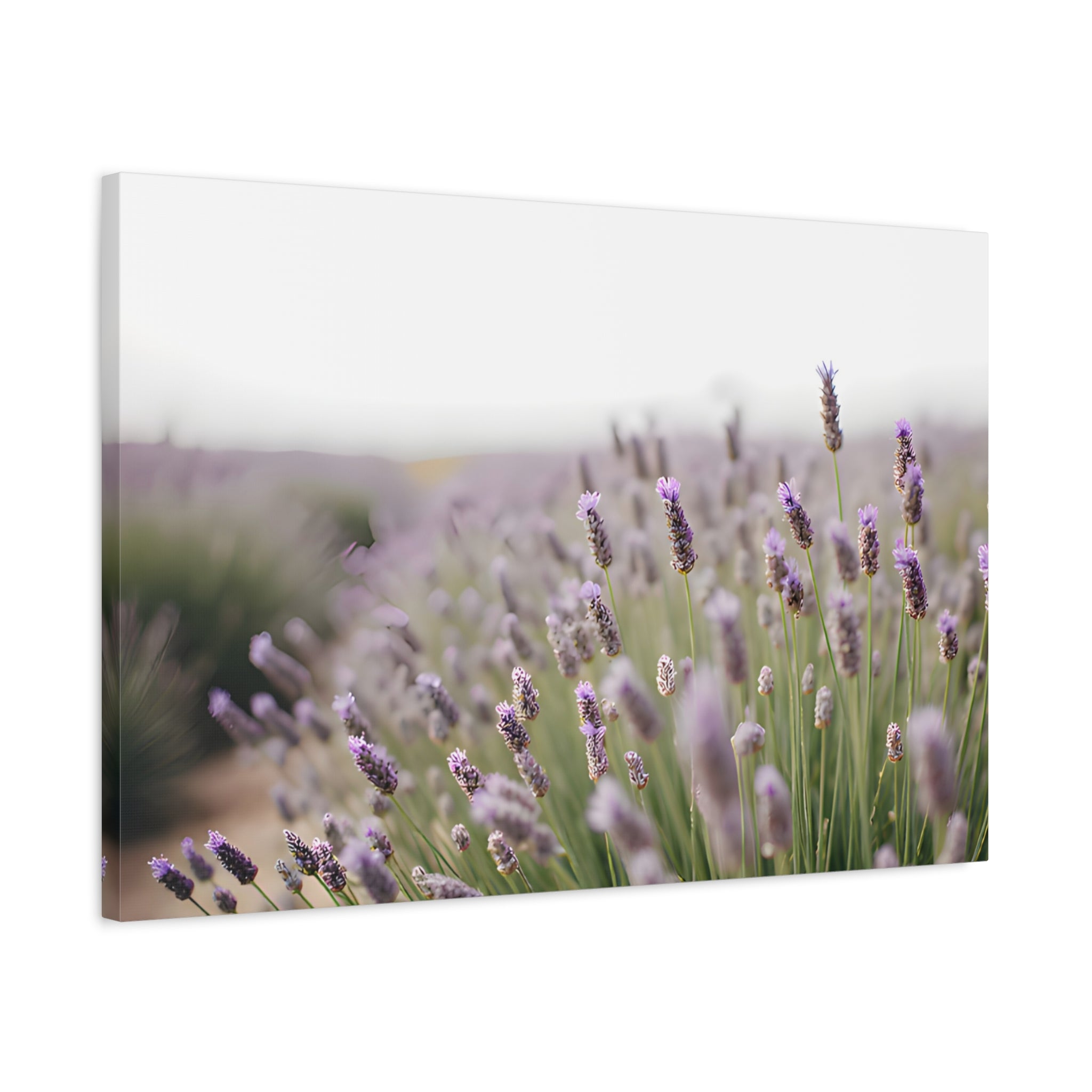 Lavender Field Wall Art – Stretched Canvas