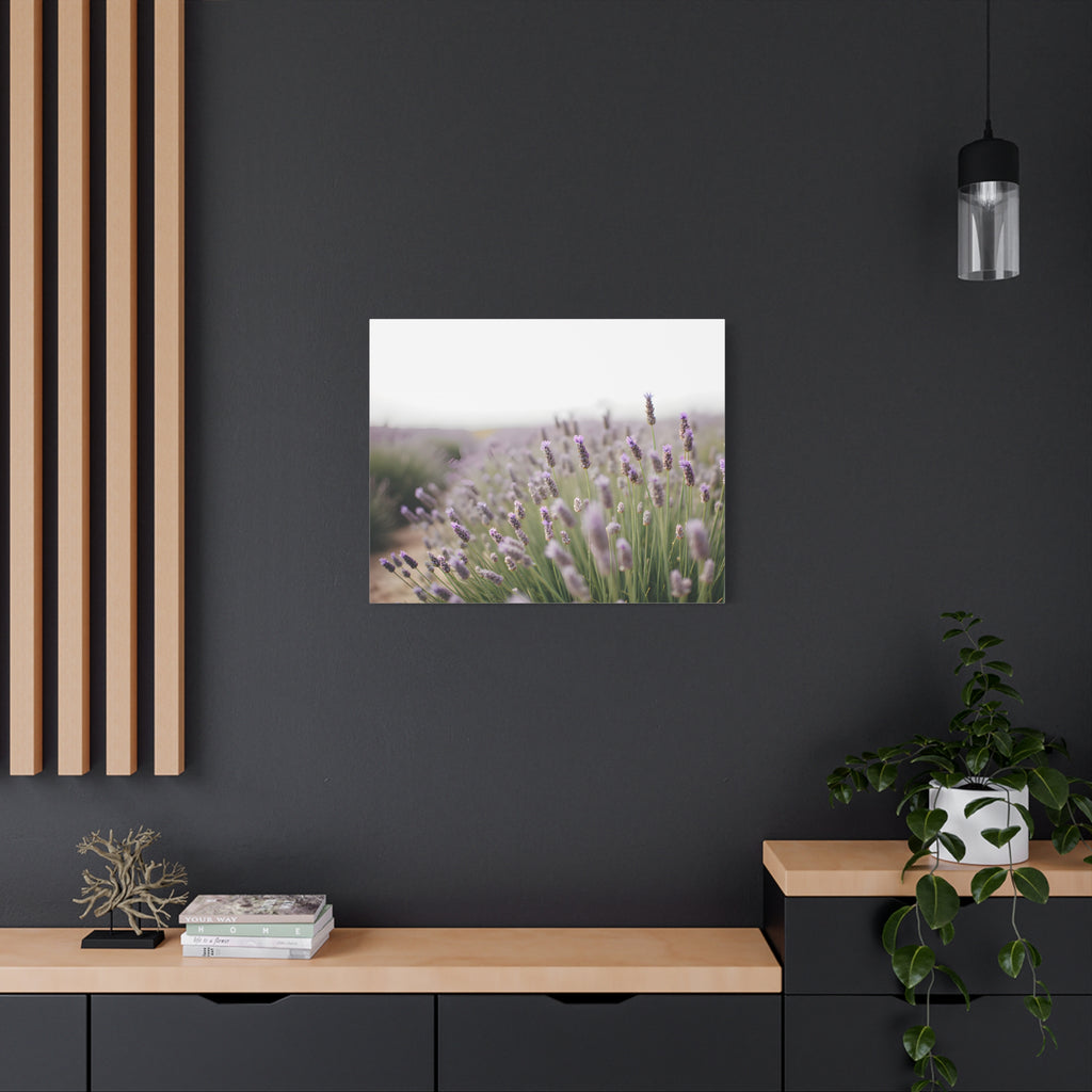 Lavender Field Wall Art – Stretched Canvas