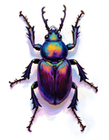 Iridescent Beetle - Digital Design (no physical product will be send)